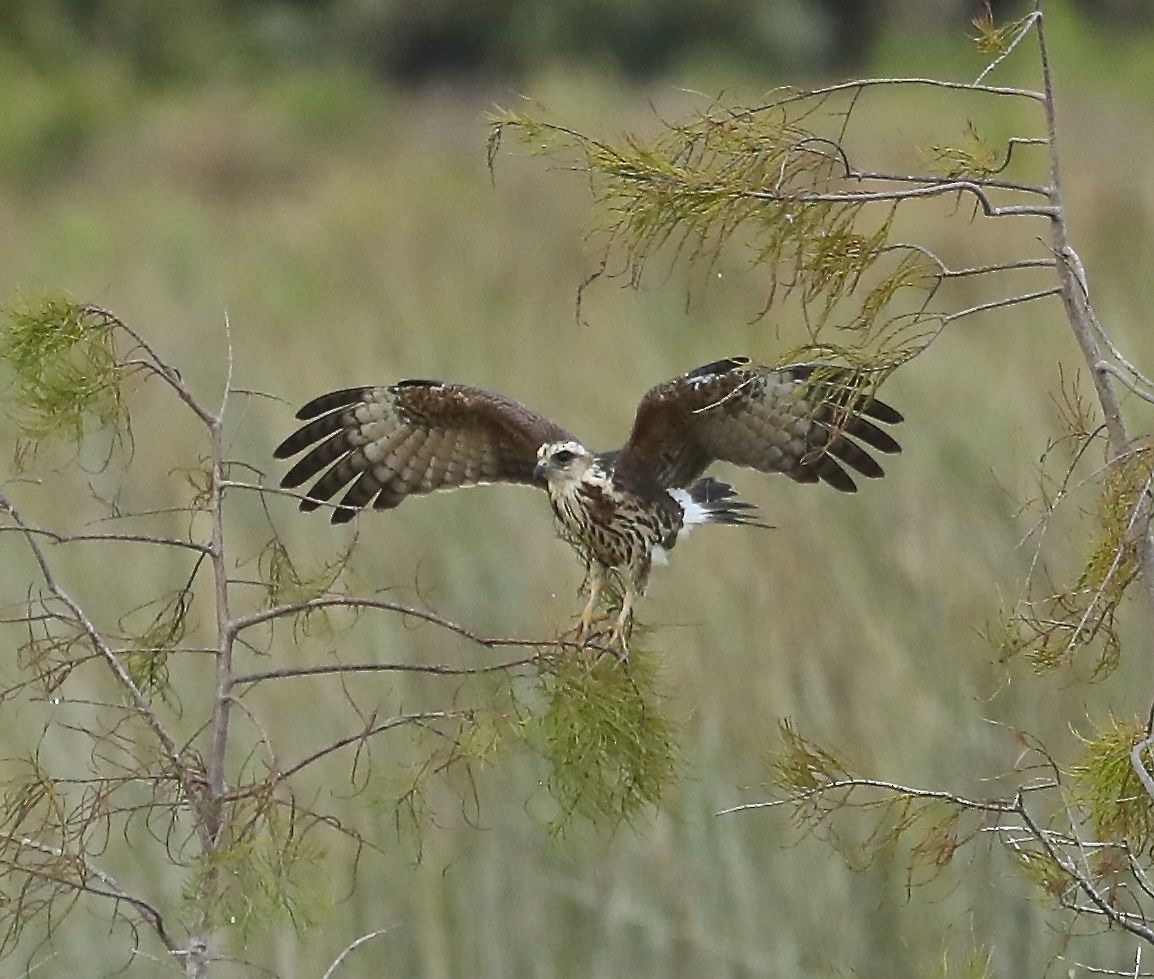 Snail Kite - Charles Lyon