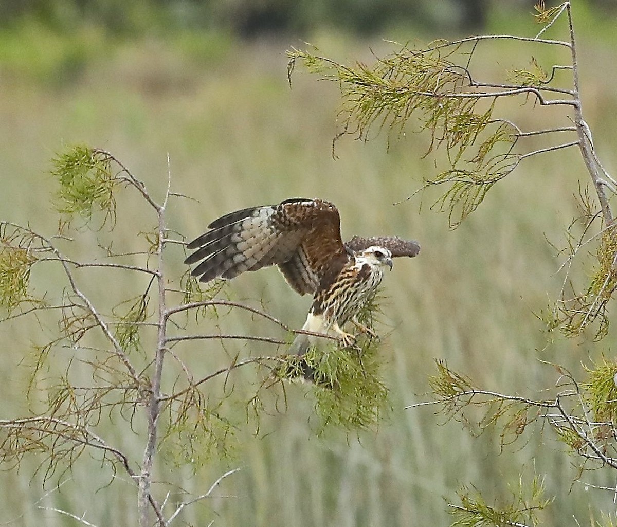 Snail Kite - ML122645171