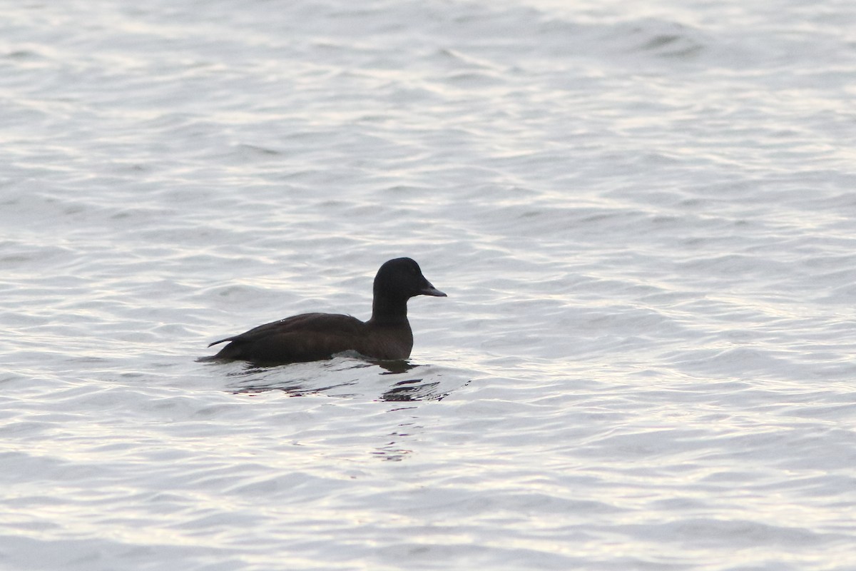 White-winged Scoter - ML122647501