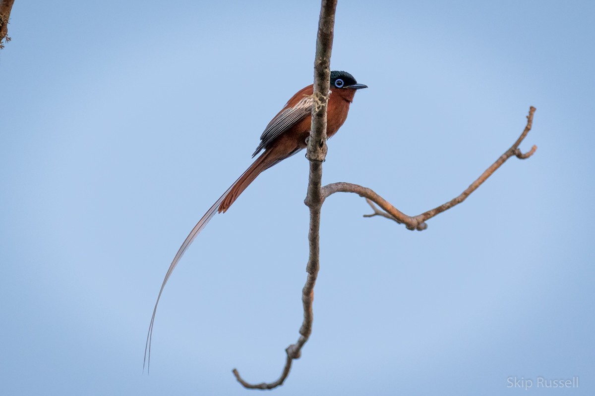 Malagasy Paradise-Flycatcher (Malagasy) - Skip Russell