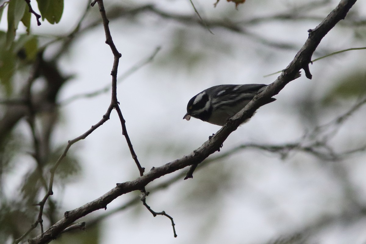 Black-throated Gray Warbler - ML122647931