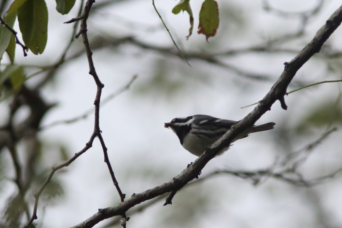 Black-throated Gray Warbler - ML122647971