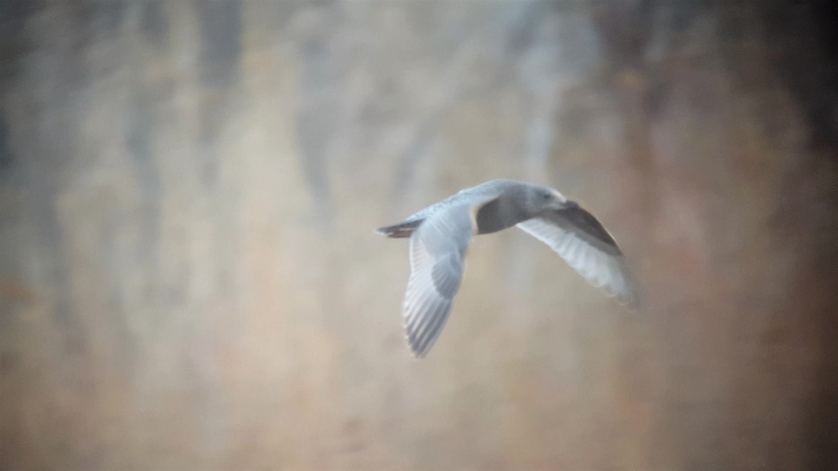 Iceland Gull (Thayer's) - ML122648371