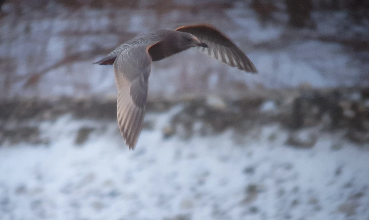 Iceland Gull (Thayer's) - ML122648381