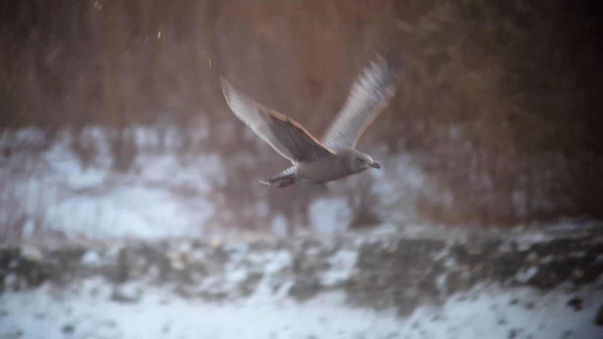 Iceland Gull (Thayer's) - Daniel Casey