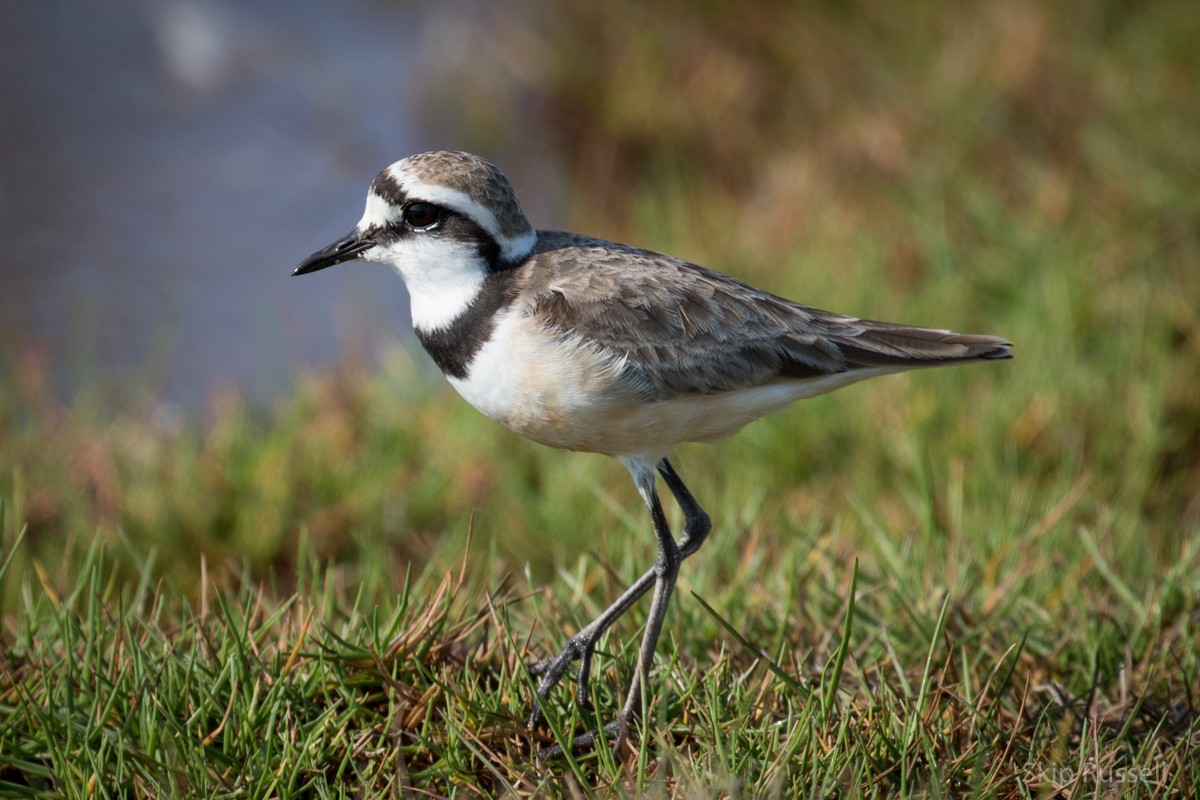 Madagascar Plover - Skip Russell