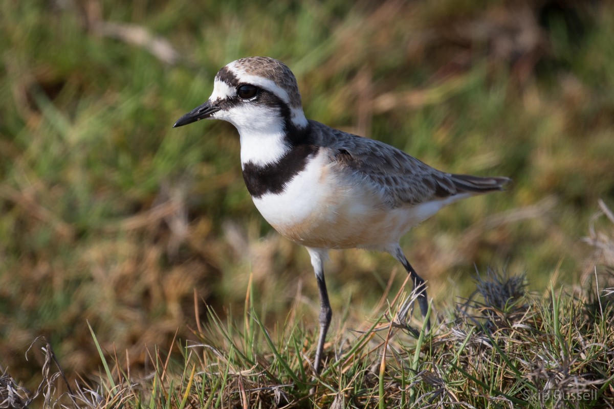 Madagascar Plover - ML122649321