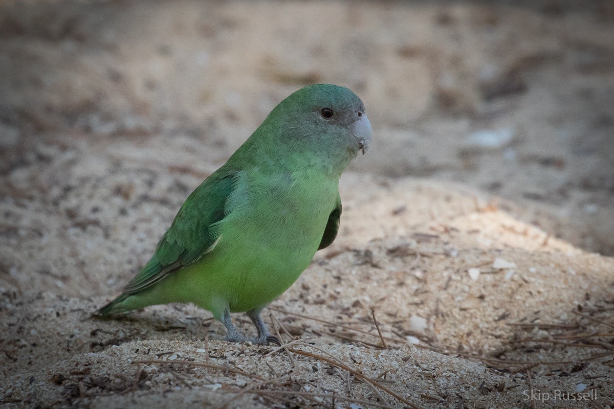 Gray-headed Lovebird - ML122650371