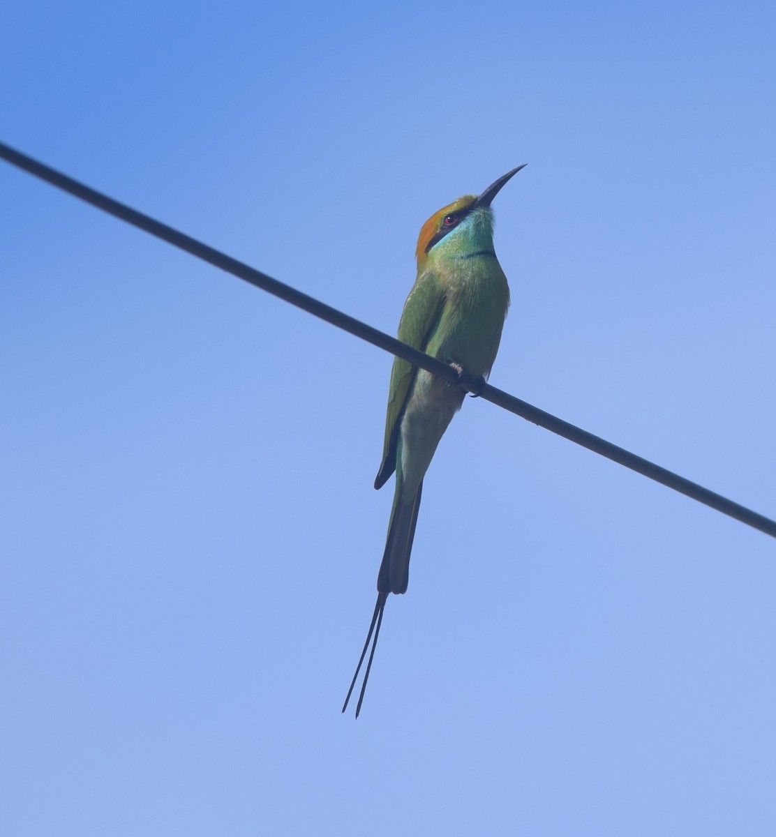 Asian Green Bee-eater - ML122650571