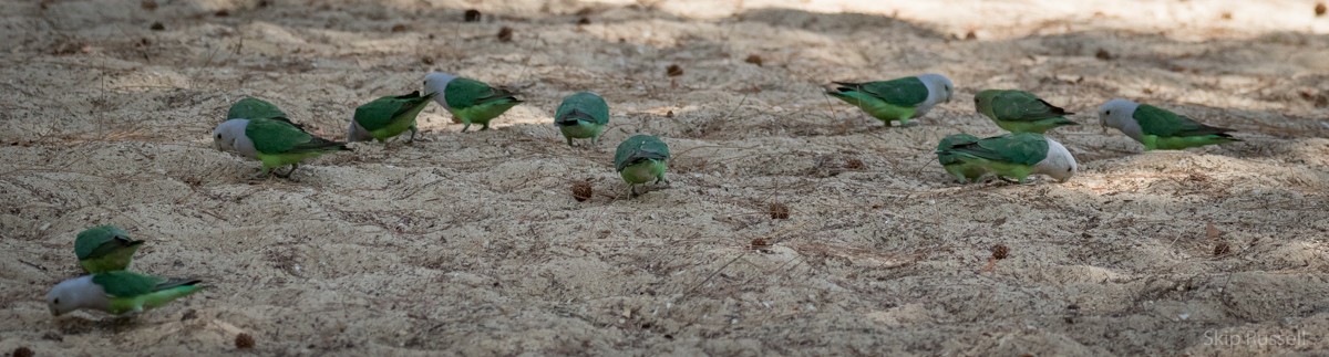 Gray-headed Lovebird - ML122650631