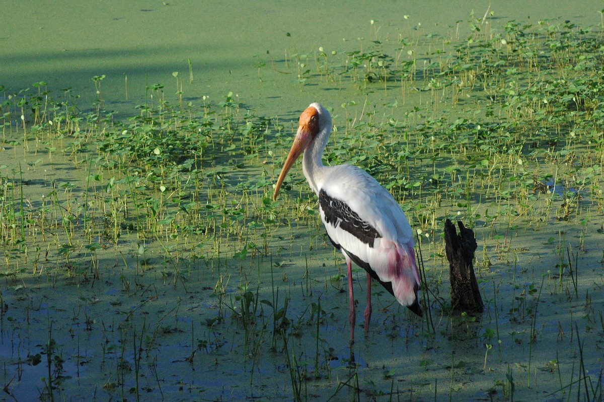 Painted Stork - ML122651181