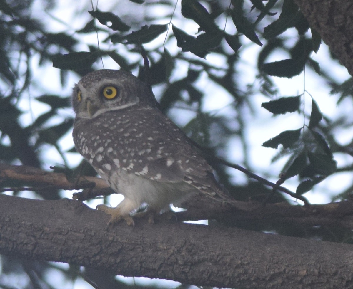 Spotted Owlet - ML122651371