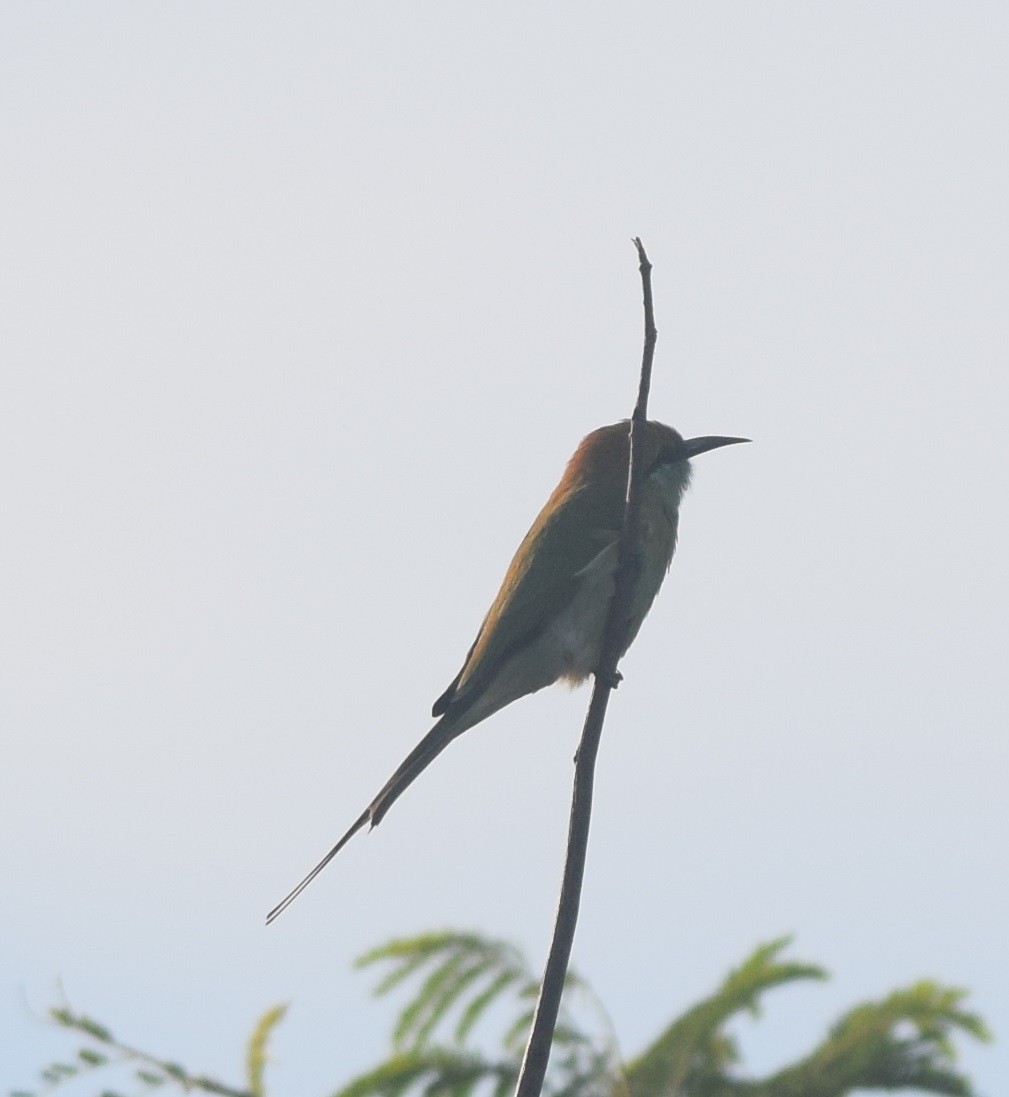 Asian Green Bee-eater - ML122651411