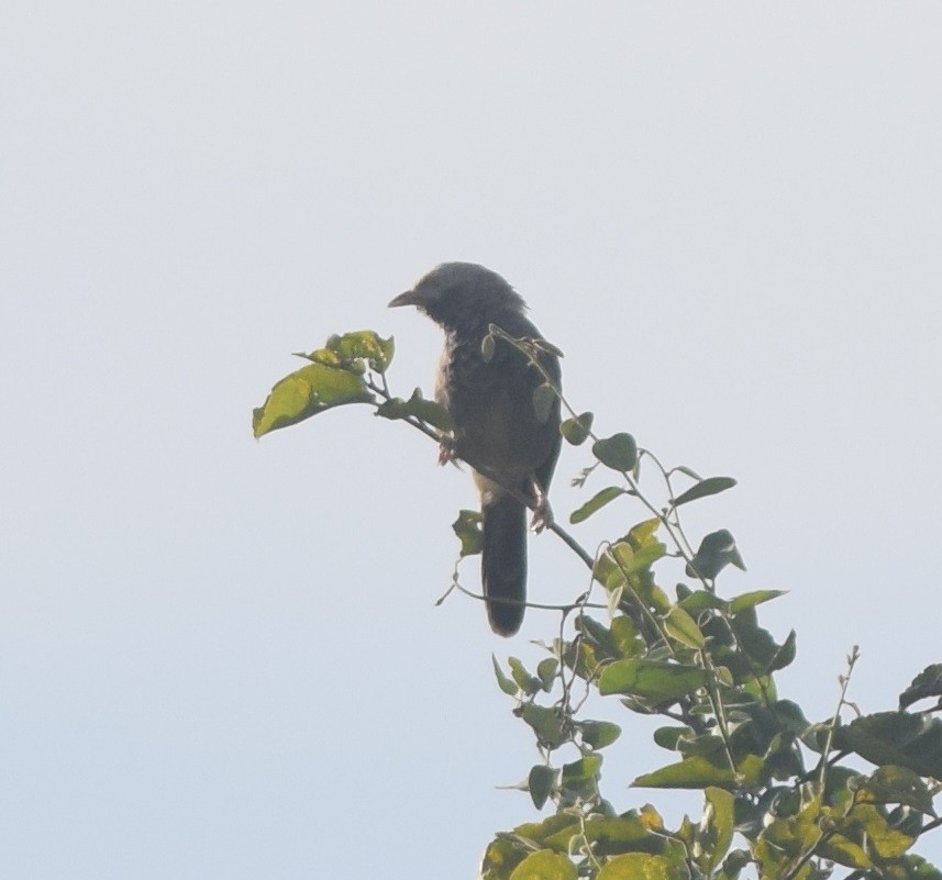 Yellow-billed Babbler - ML122651431