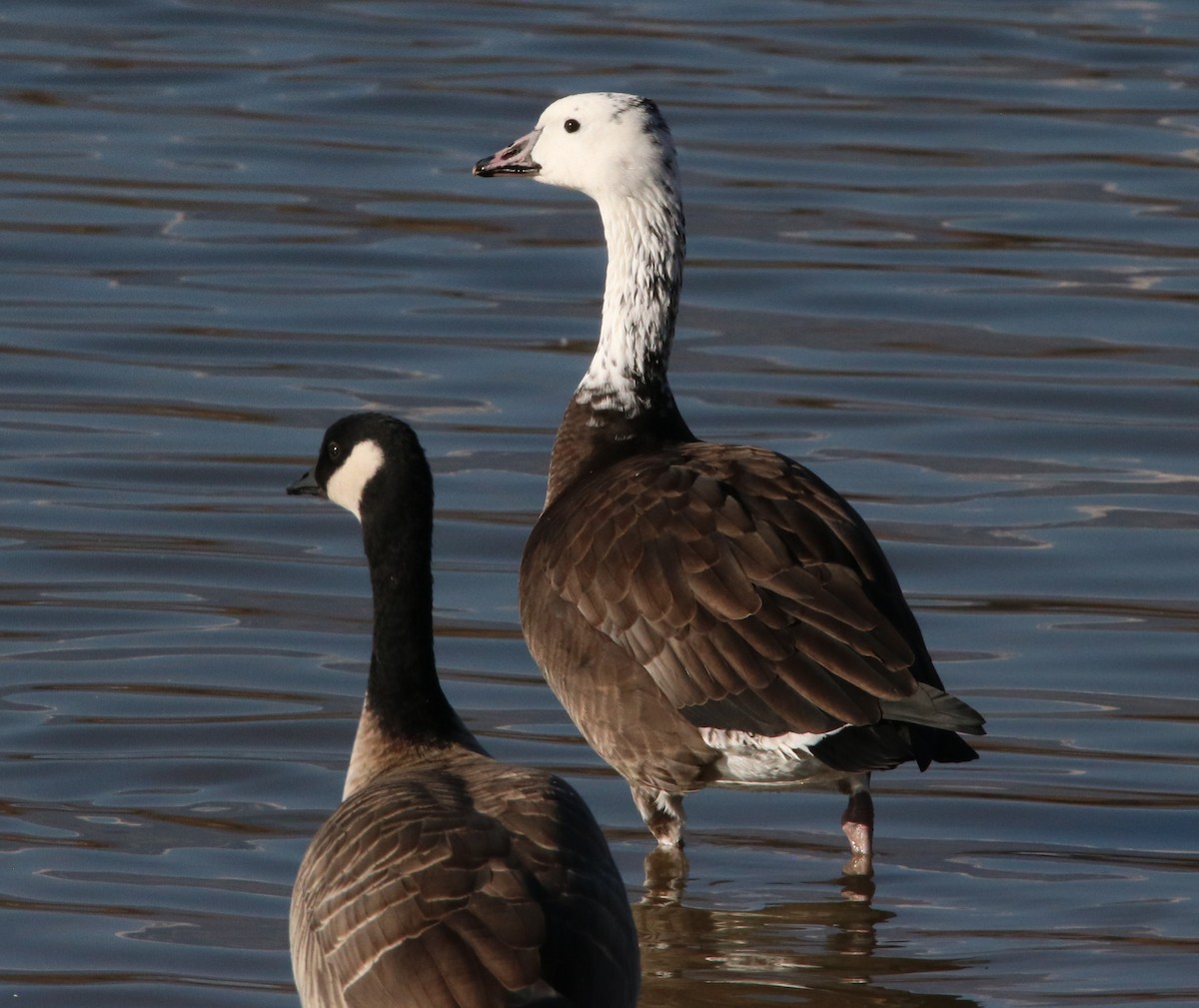 goose sp. - ML122652561