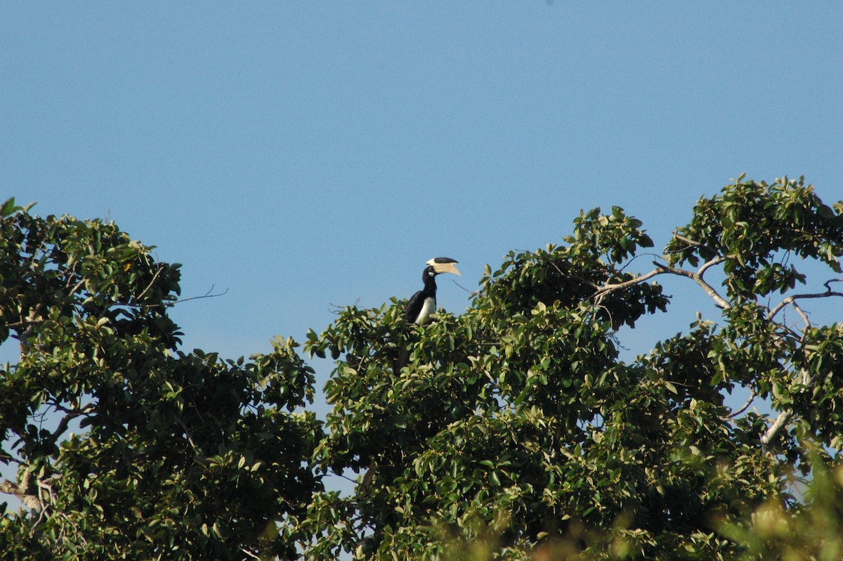 Malabar Pied-Hornbill - ML122652731