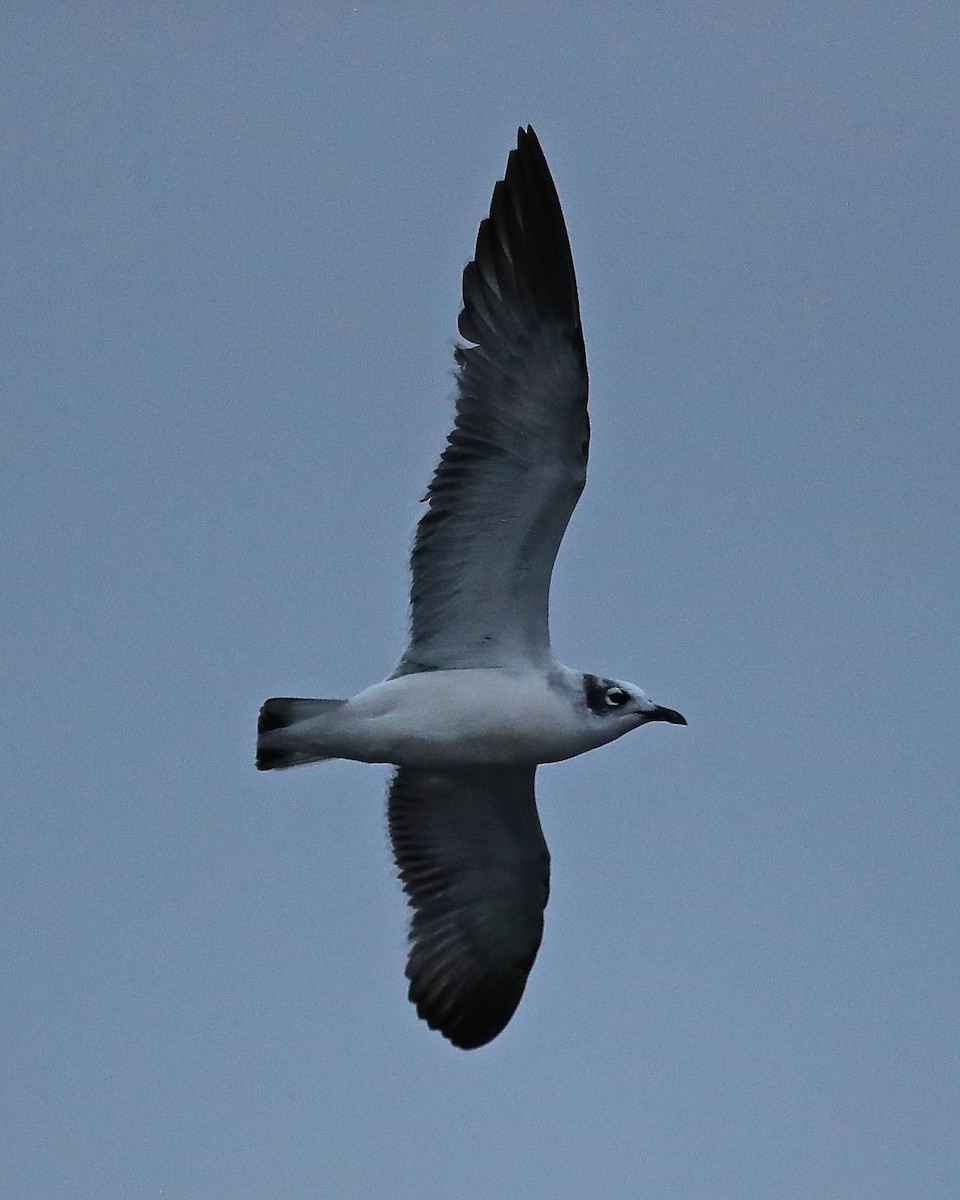 Franklin's Gull - ML122652751