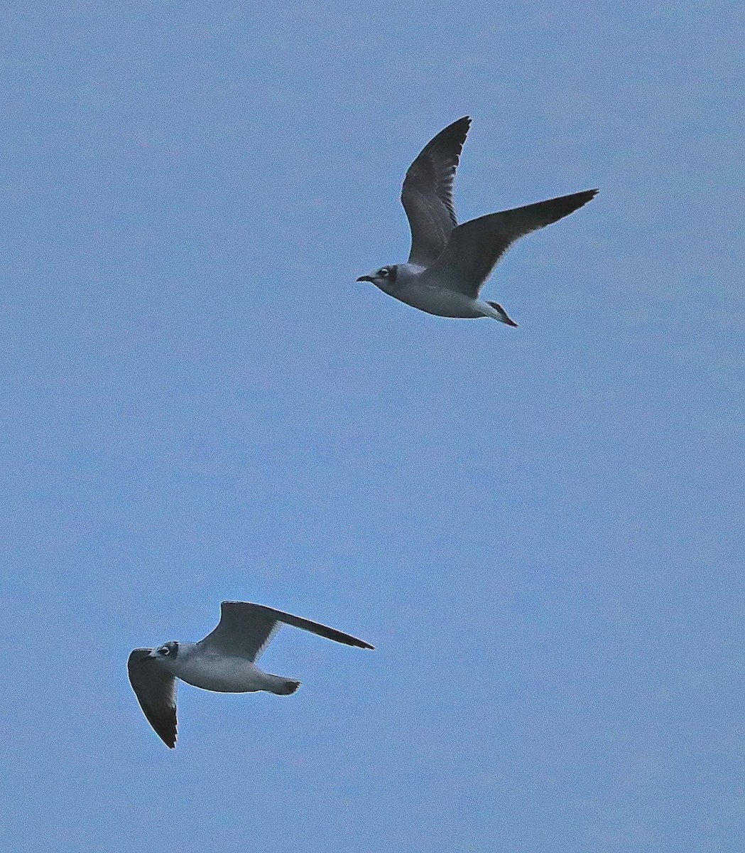 Franklin's Gull - ML122652771