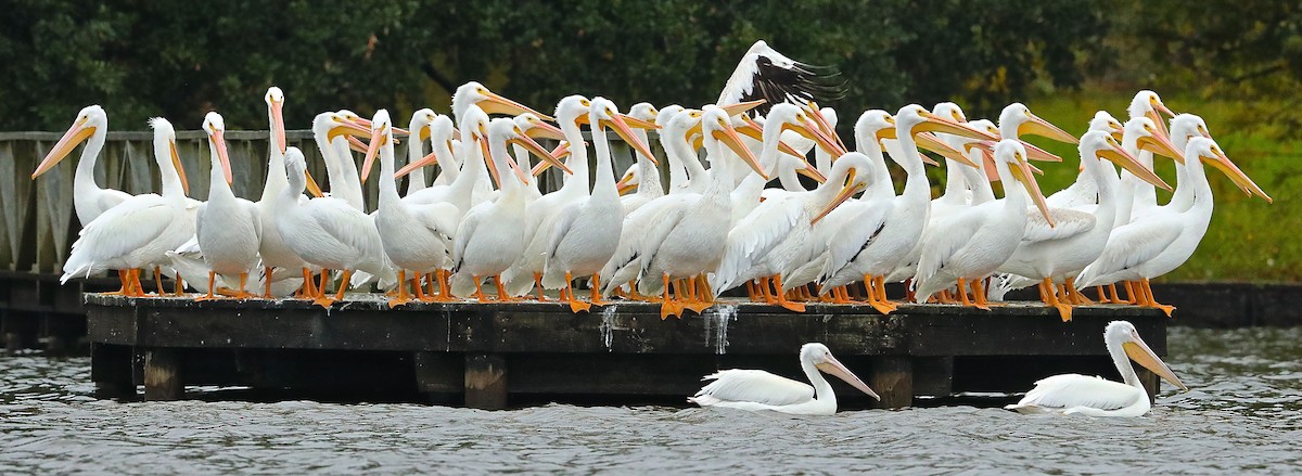 American White Pelican - ML122652811