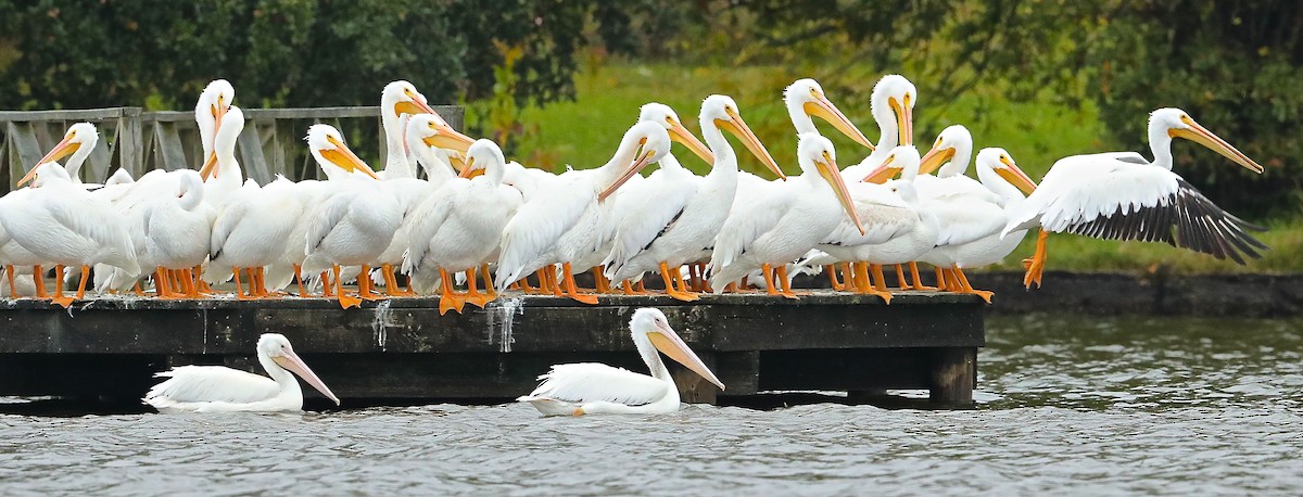 American White Pelican - ML122652831