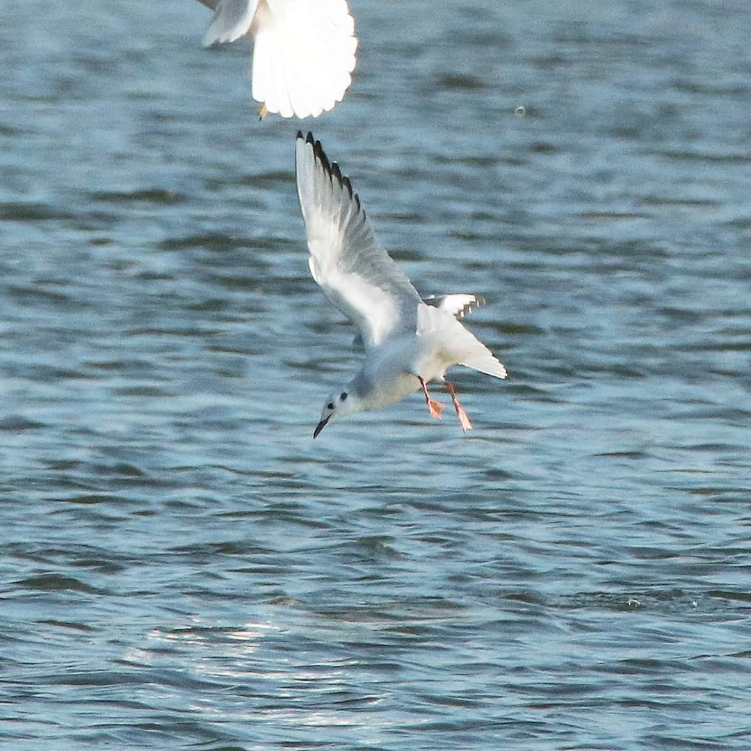 Mouette de Bonaparte - ML122652841