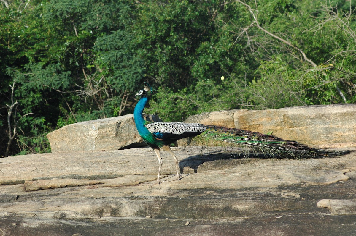 Indian Peafowl - ML122652931