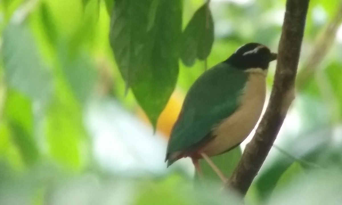 Süslü Pitta - ML122653131