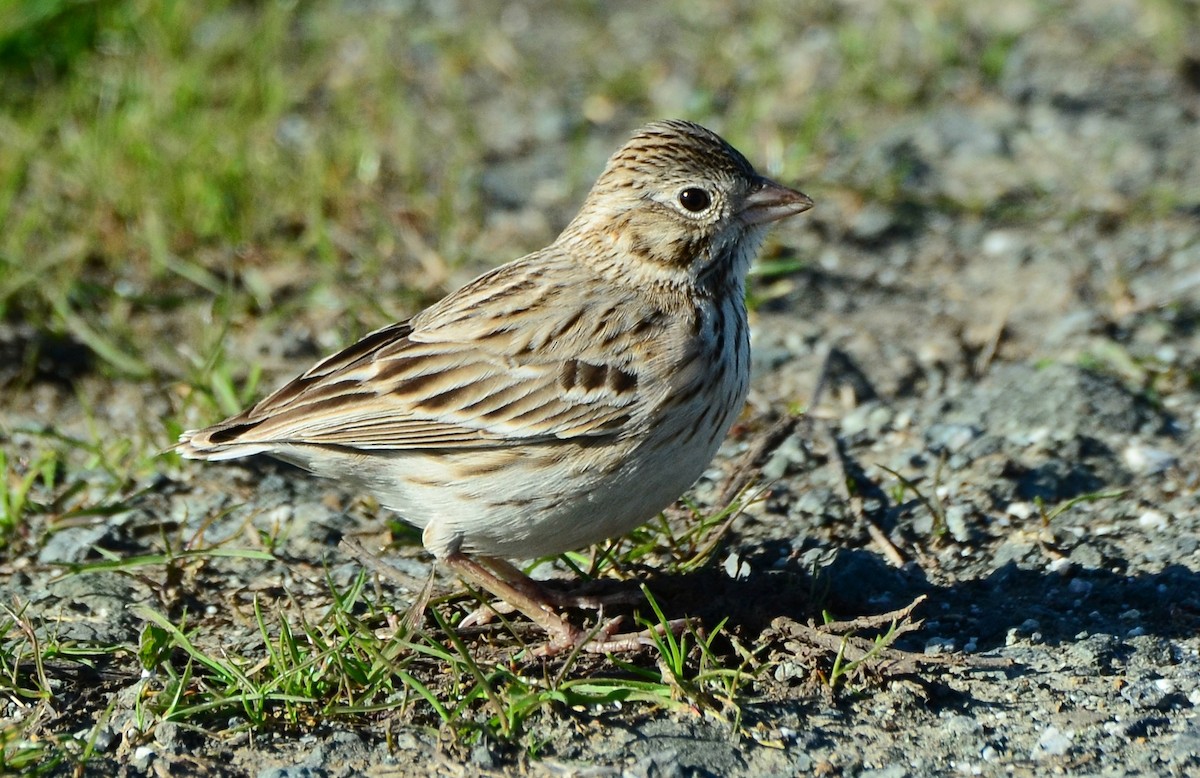 Vesper Sparrow - ML122653301