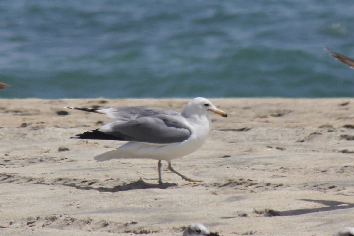 California Gull - ML122653371