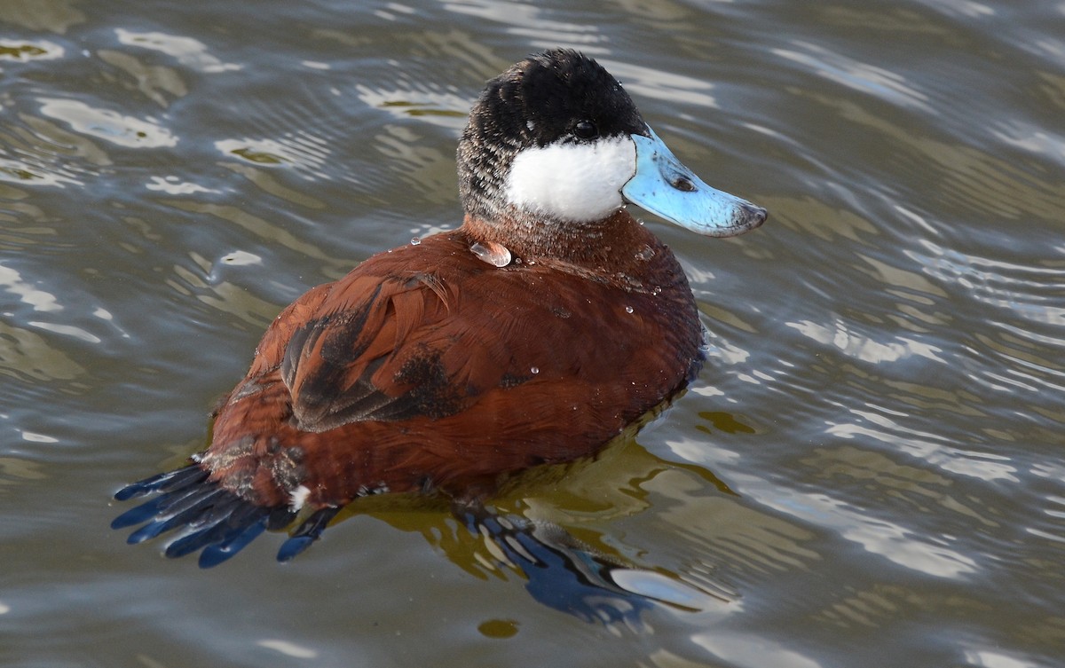 Ruddy Duck - ML122653561