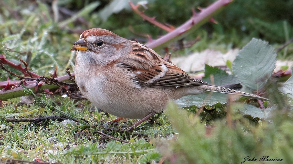 American Tree Sparrow - John Morrison