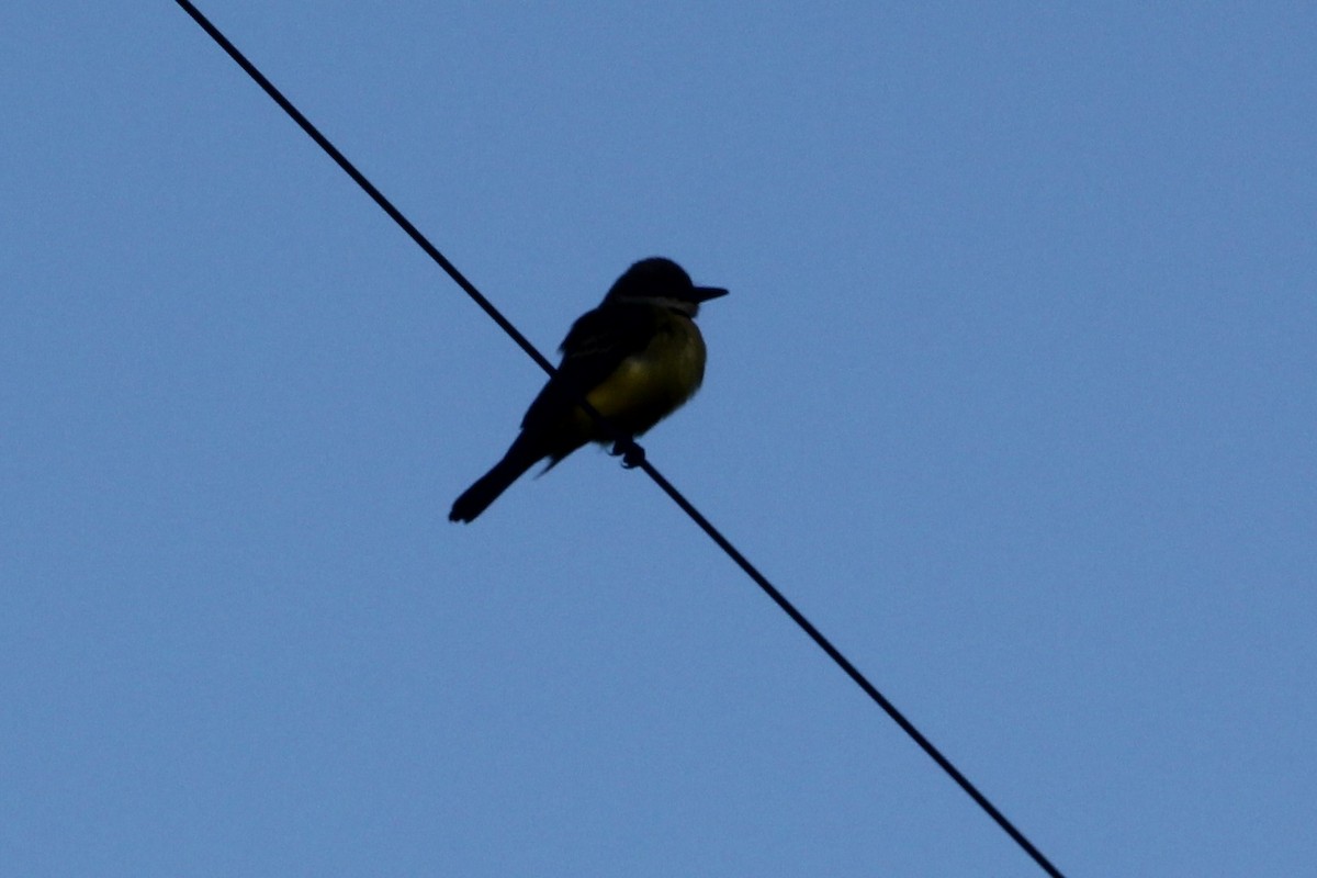 オリーブタイランチョウ - ML122656011