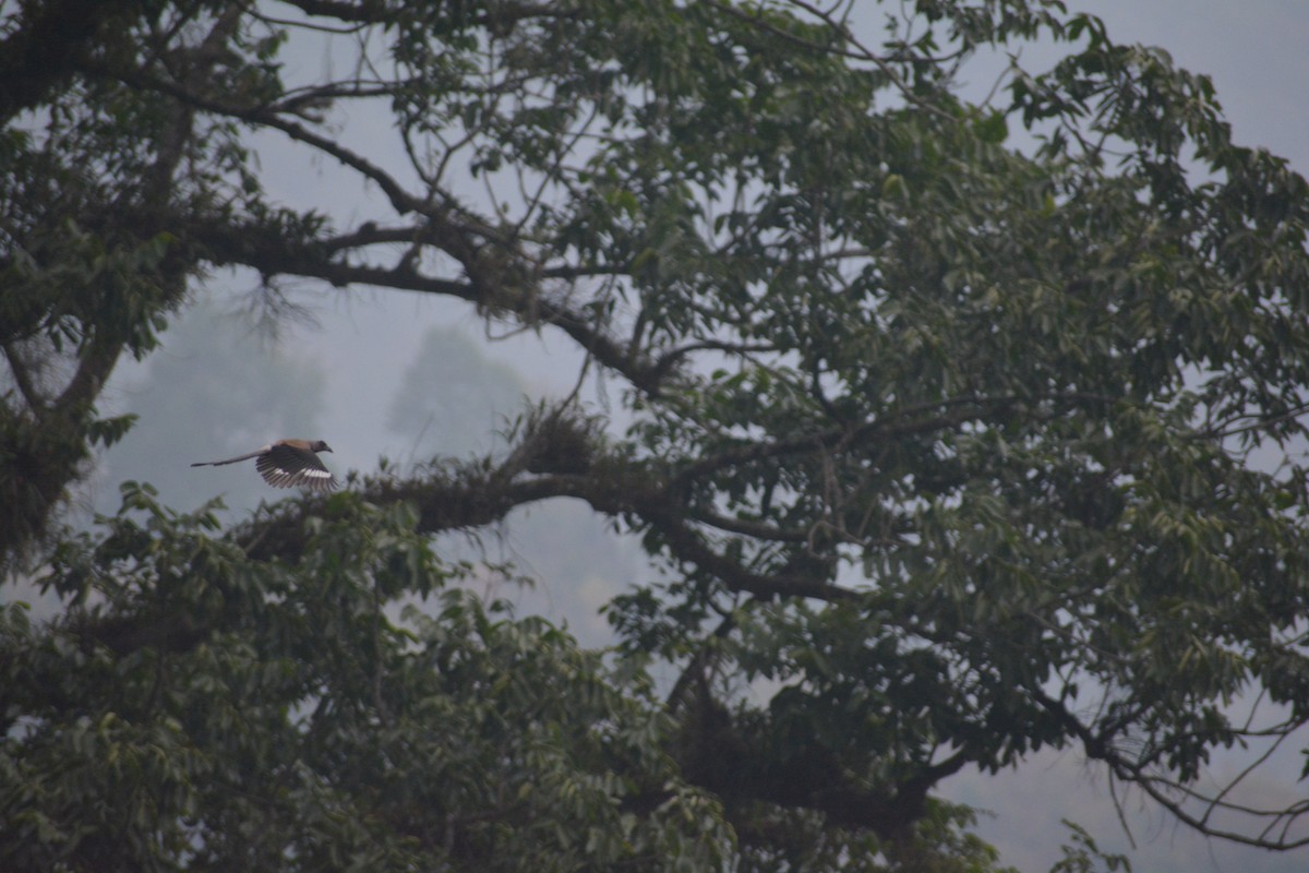 Gray Treepie - ML122656131