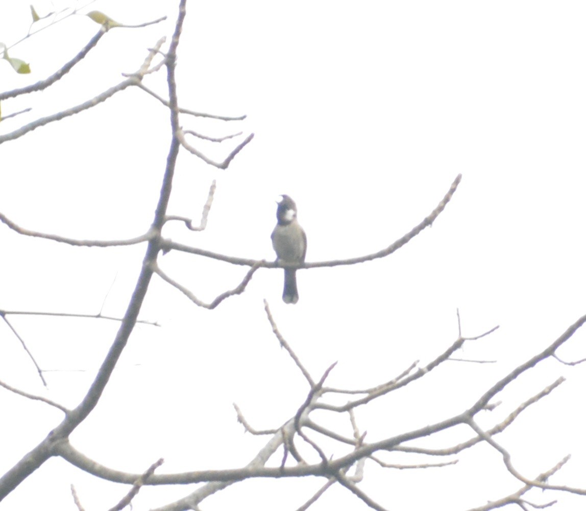 Himalayan Bulbul - ML122656341