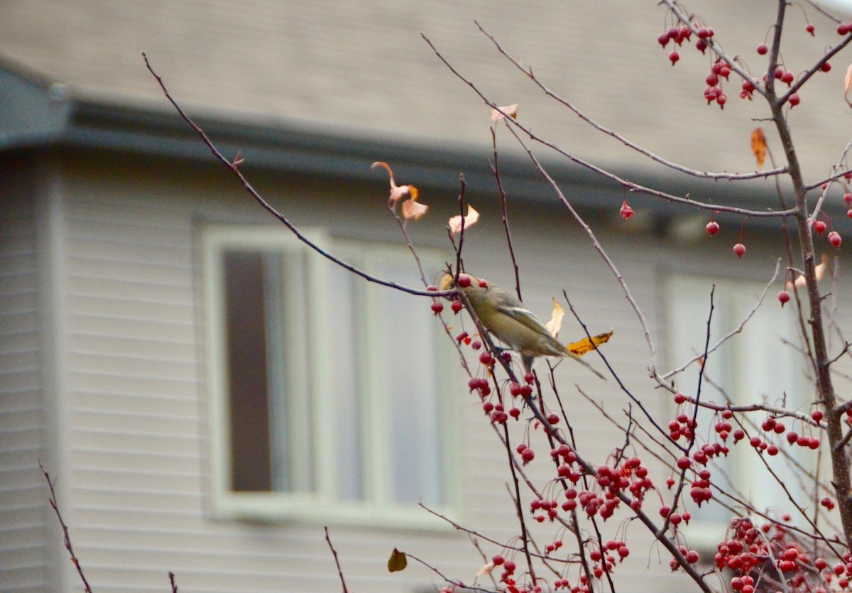 Pine Grosbeak - ML122657031