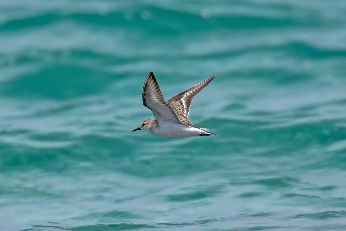 Red-necked Stint - ML122657571