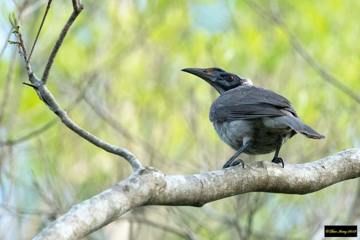 Helmeted Friarbird - ML122658281