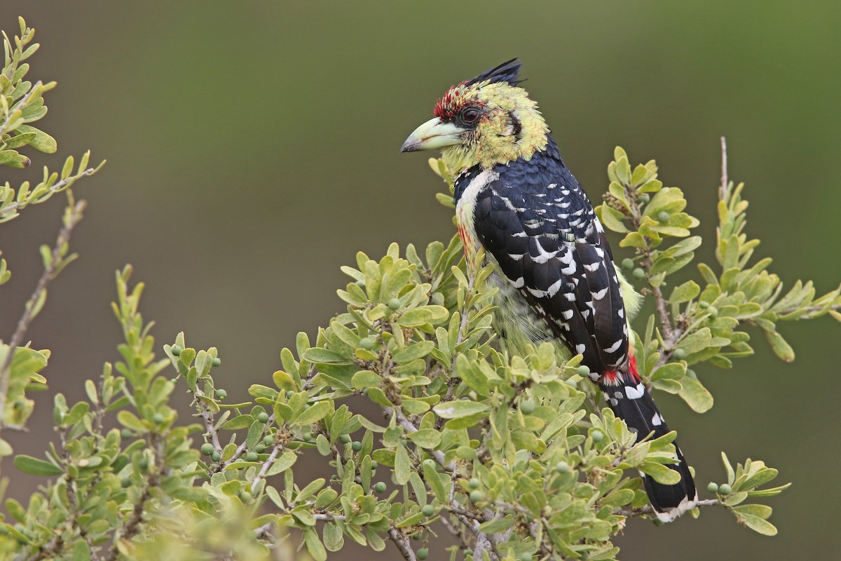 Crested Barbet - ML122659801