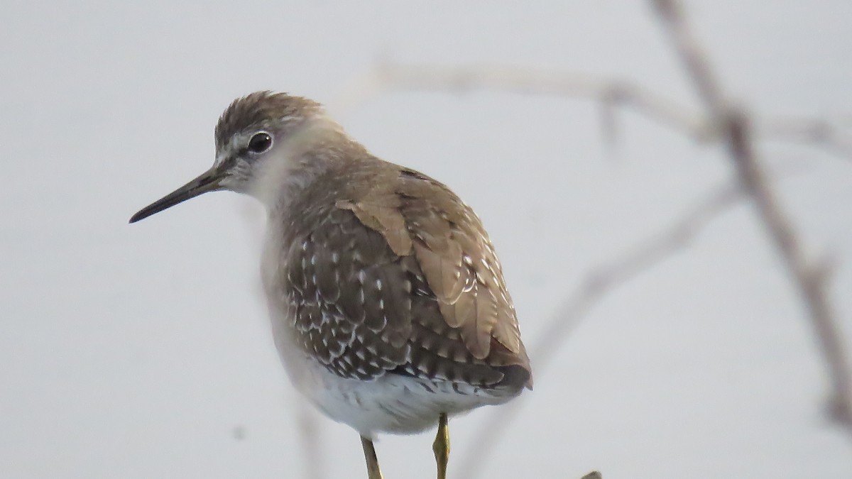 Green Sandpiper - ML122659931