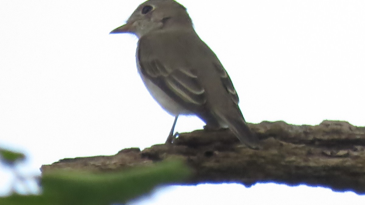 Asian Brown Flycatcher - ML122660011