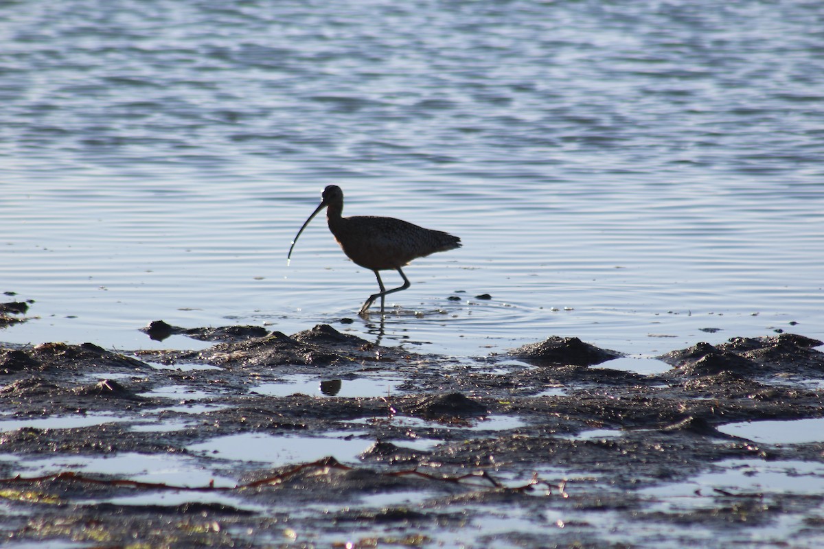 Long-billed Curlew - ML122660211