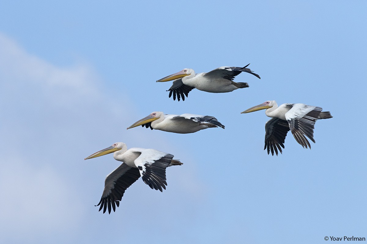 Great White Pelican - ML122661381