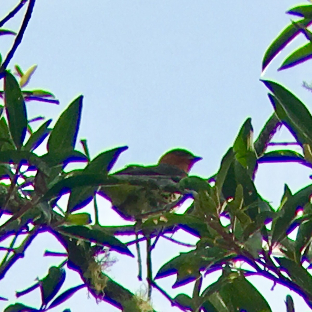 Chestnut-crested Cotinga - ML122664751