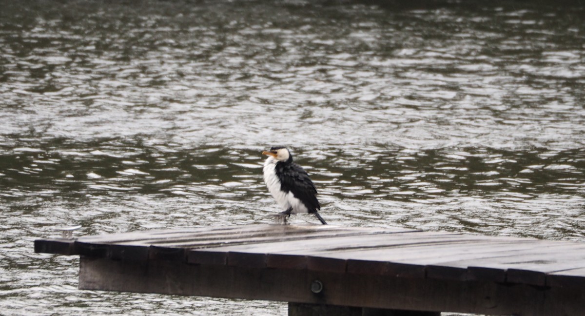 Little Pied Cormorant - ML122664761