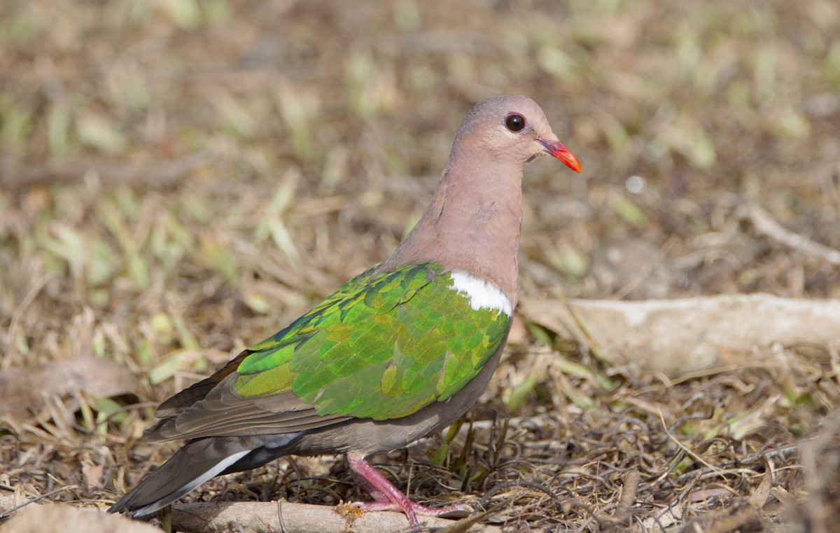 Pacific Emerald Dove - Nik Mulconray