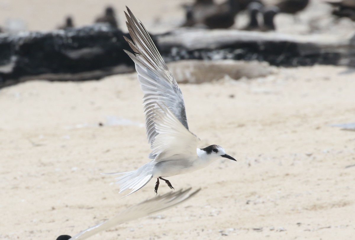 Common Tern - ML122666301