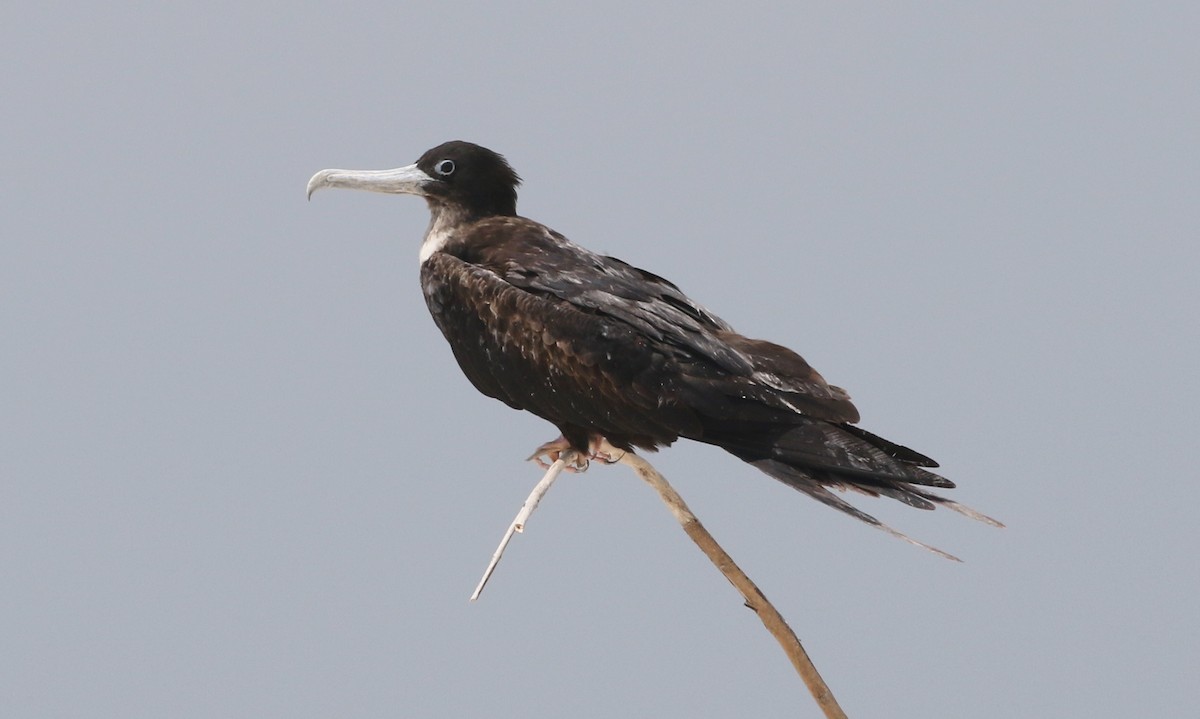 Great Frigatebird - James Bailey 🐦