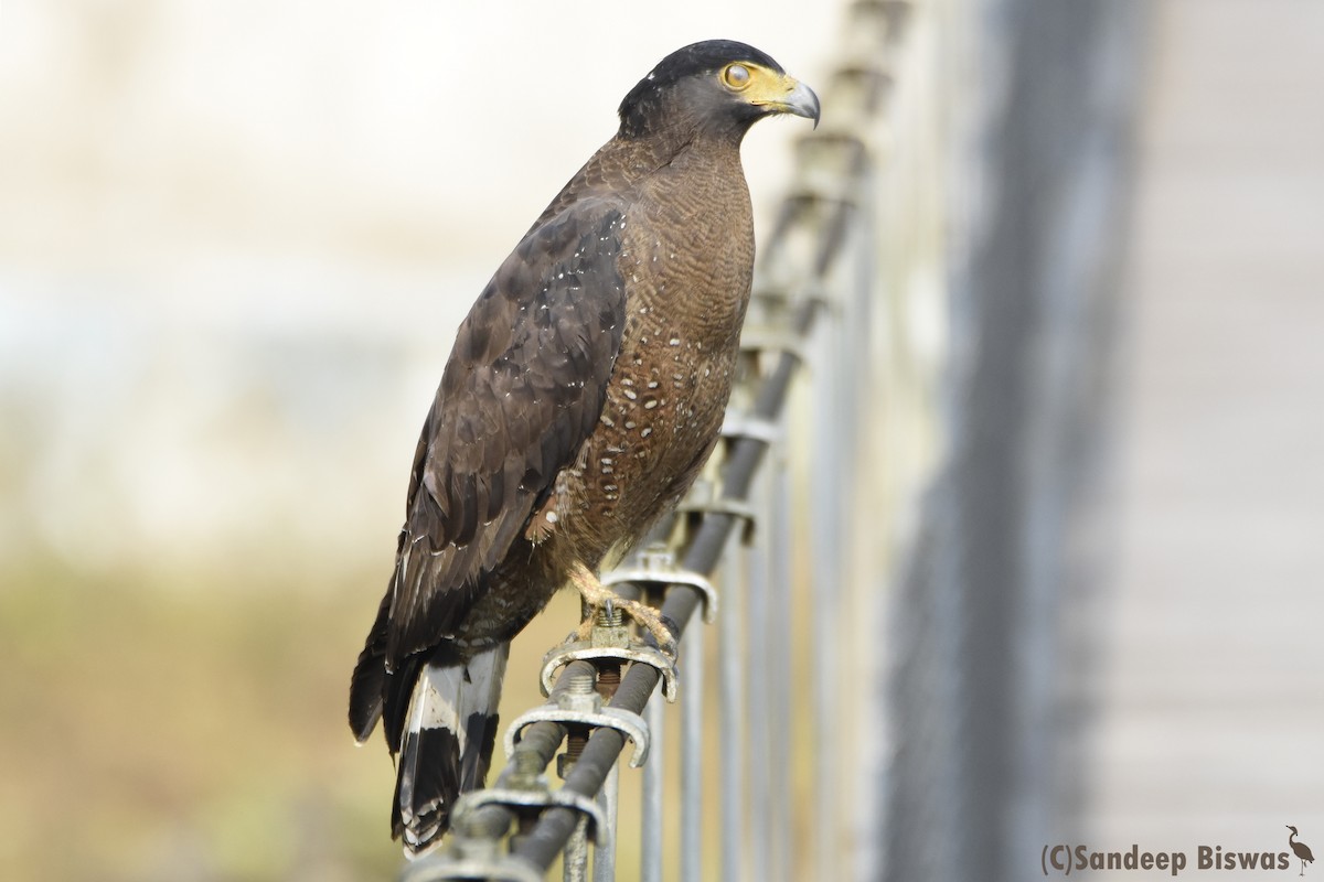 Crested Serpent-Eagle - ML122667451