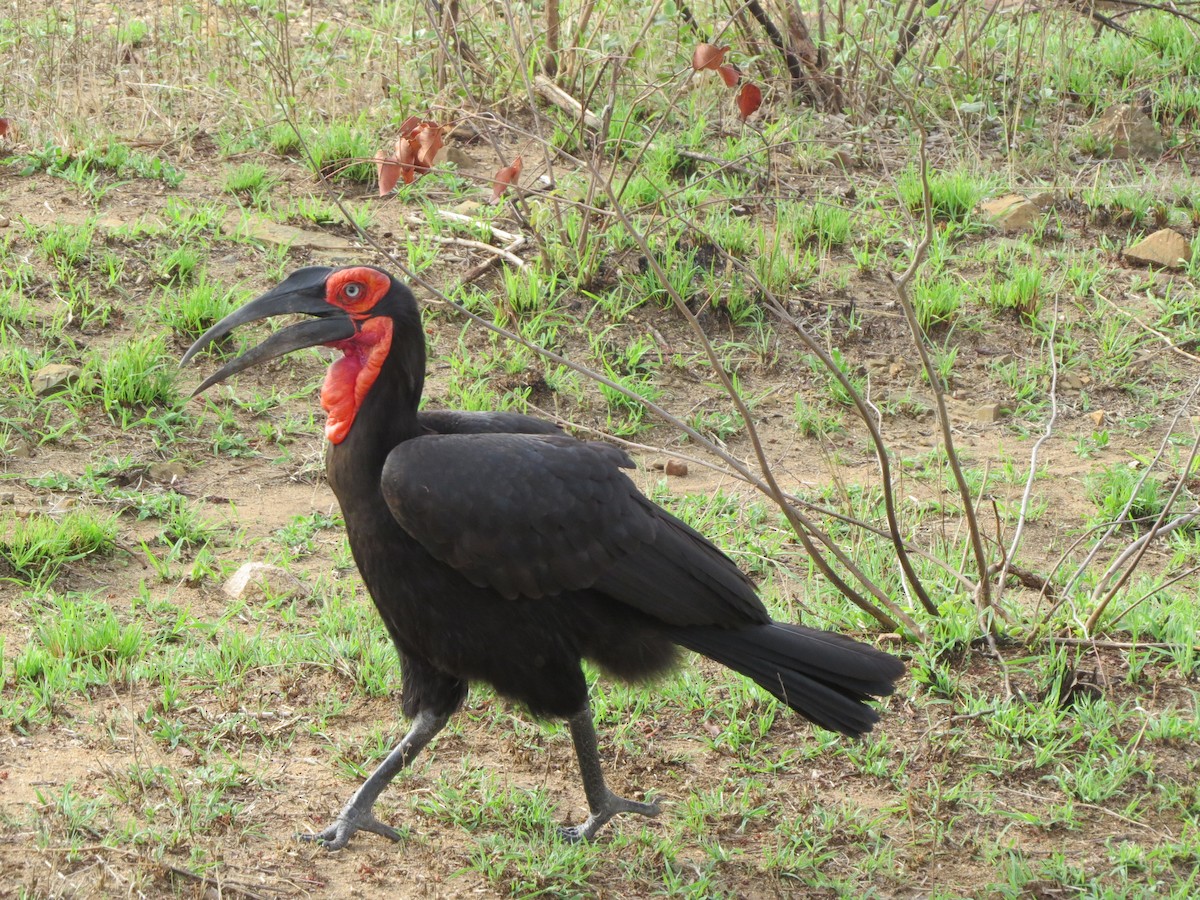 Southern Ground-Hornbill - ML122668431