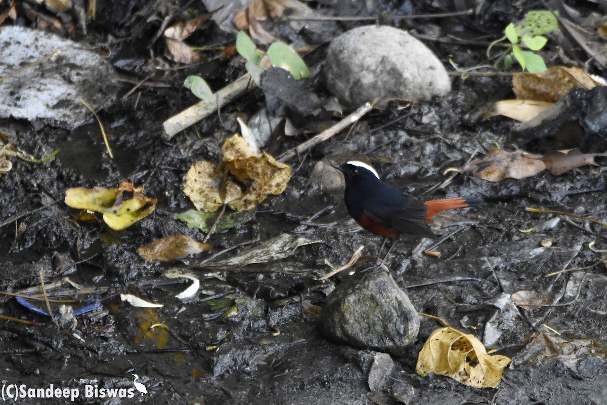 White-capped Redstart - ML122668541